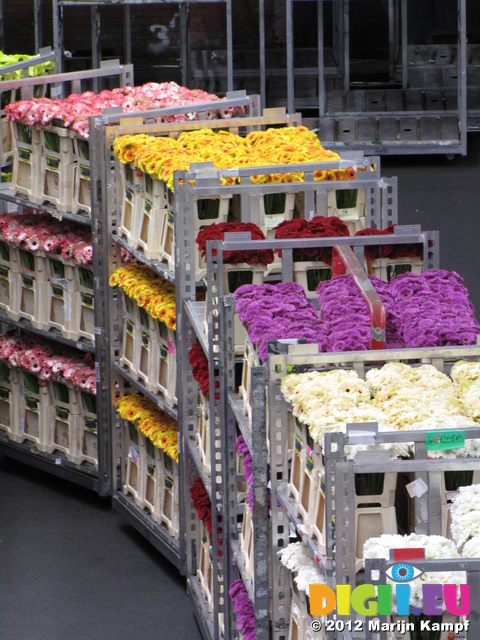 SX23911 Bloemenveiling Aalsmeer FloraHolland Flower Auction